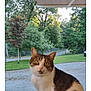 cat, animal, pet, outdoor, railing, wood, greenery, tree, grass, driveway, fence, porch, nature, daylight, curious, sitting, domestic_cat, mammal, whiskers, ears