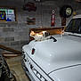 Max is registered to the contest to win money with this photo: cat, vintage_truck, garage, sunlight, concrete_wall, ductwork, window, metal, vehicle, headlight, retro_sign, floor, sticker, antique, animal, pet, indoor, quiet, relaxing, classic_car