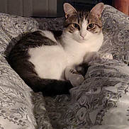 Max is registered to the contest to win money with this photo: cat, tabby, white_fur, pet, animal, indoor, blanket, patterned_blanket, cozy, resting, cute, feline, domestic_cat, fur, whiskers, ears, paw, sleepy, relaxed, bedroom