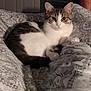 cat, tabby, white_fur, pet, animal, indoor, blanket, patterned_blanket, cozy, resting, cute, feline, domestic_cat, fur, whiskers, ears, paw, sleepy, relaxed, bedroom