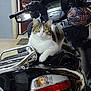 Max joined the competition — help win amazing prizes! cat, motorcycle, helmet, indoor, door, reflection, animal, pet, fur, white, tabby, vehicle, handlebar, seat, headlight, tail, yellow_eyes, resting, curious, garage