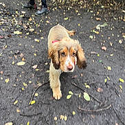 Frank joined the competition — help win amazing prizes! dog, puppy, muddy_ground, leaves, forest, trail, walking, outdoor, nature, person, legs, collar, ears, canine, animal, young_dog, dirt, stick, trees, footwear