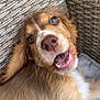 Frank is registered to the contest to win money with this photo: puppy, dog, close_up, happy, smiling, fur, rattan_chair, woven_texture, pet, animal, playful, cute, young_dog, outdoor, resting, mouth_open, face, ears, nostrils, whiskers