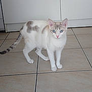 Ninou a rejoint le concours — aidez-le/la à gagner de superbes lots ! cat, blue_eyes, white_fur, gray_fur, indoor, tiled_floor, domestic_cat, animal, pet, curious, alert, standing, four_legs, tail, ears, whiskers, floor_tiles, cabinet, household, looking