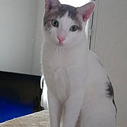 Gribouille a rejoint le concours — aidez-le/la à gagner de superbes lots ! aegean_cat, burmilla, cat, cat_like_mammal, domestic_short_haired_cat, european_shorthair, khao_manee, kitten, ragdoll, small_to_medium_sized_cats, turkish_angora, turkish_van, whiskers