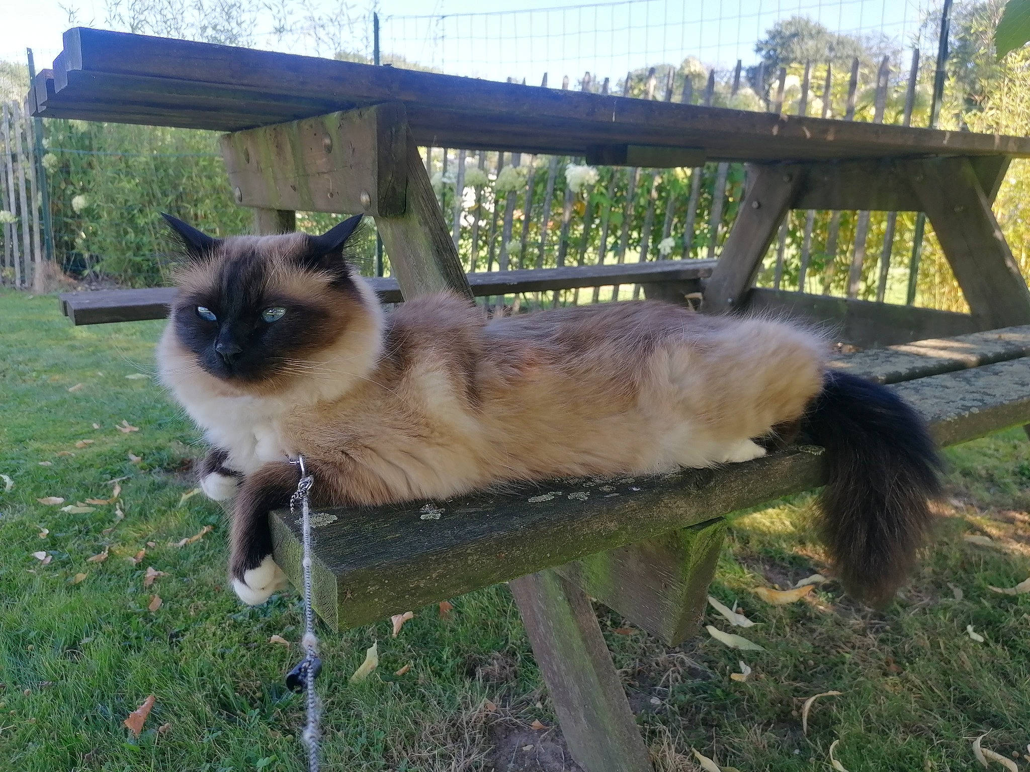 Phigaro participe au concours pour gagner de l'argent avec cette photo : balinese, birman, carnivore, cat, dog_breed, fawn, felidae, fur, grass, plant, ragdoll, siamese, sky, small_to_medium_sized_cats, tail, thai, tonkinese, tree, whiskers, wildlife