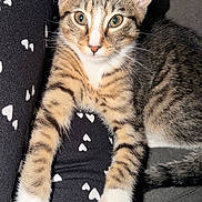 Meeko joined the competition — help win amazing prizes! animal, black_leggings, cat, close_up, cozy, cute, feline, green_eyes, heart_pattern, indoor, kitten, leggings, person, pet, relaxing, resting, striped_fur, tabby_cat, white_paws, young_cat