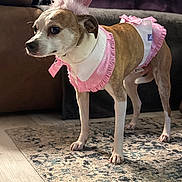 Bailey is registered to the contest to win money with this photo: dog, pet, costume, pink, crown, indoor, carpet, small_dog, furniture, brown, white, animal, cute, dress, portrait, standing, floor, household, canine, decor