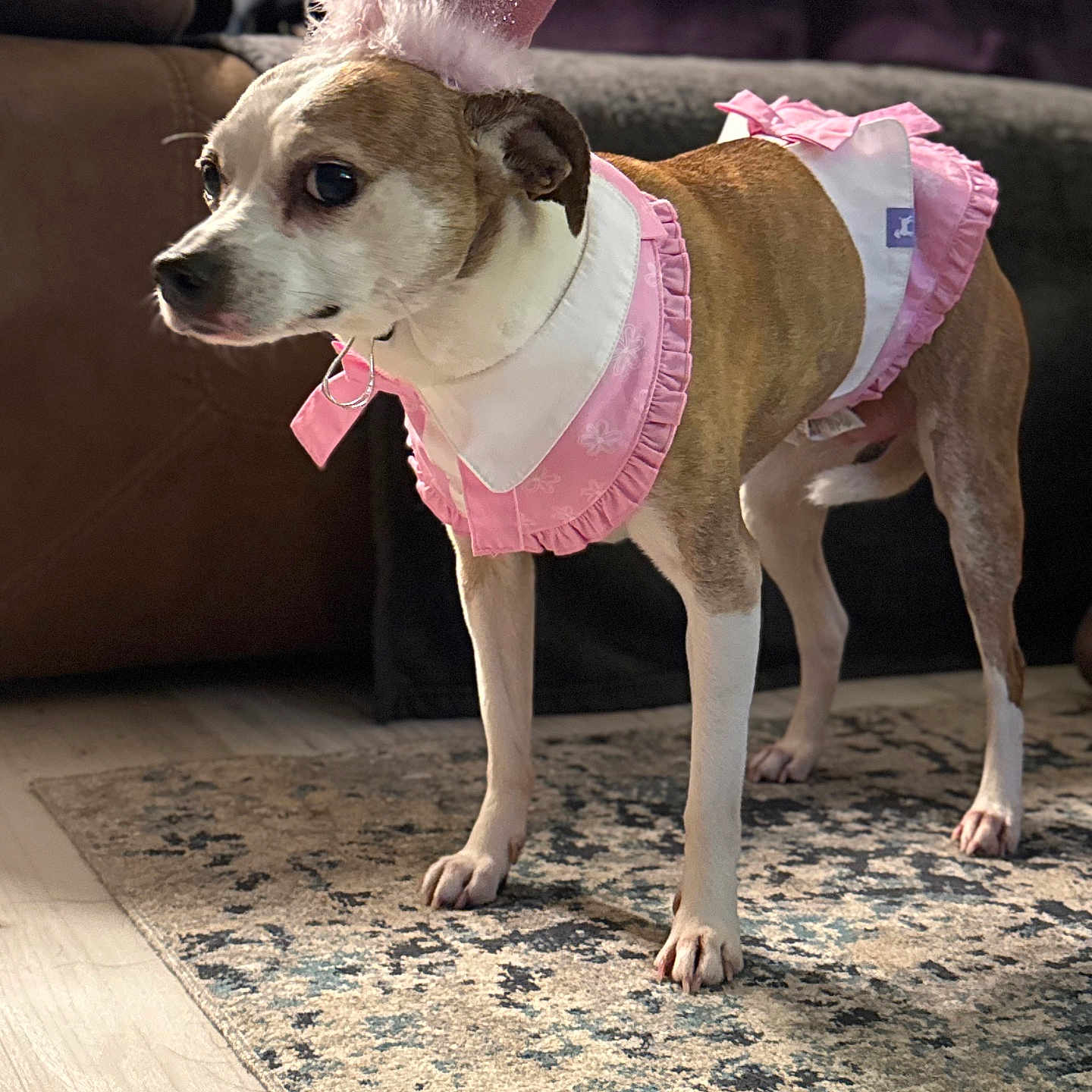 Bailey is registered to the contest to win money with this photo: dog, pet, costume, pink, crown, indoor, carpet, small_dog, furniture, brown, white, animal, cute, dress, portrait, standing, floor, household, canine, decor
