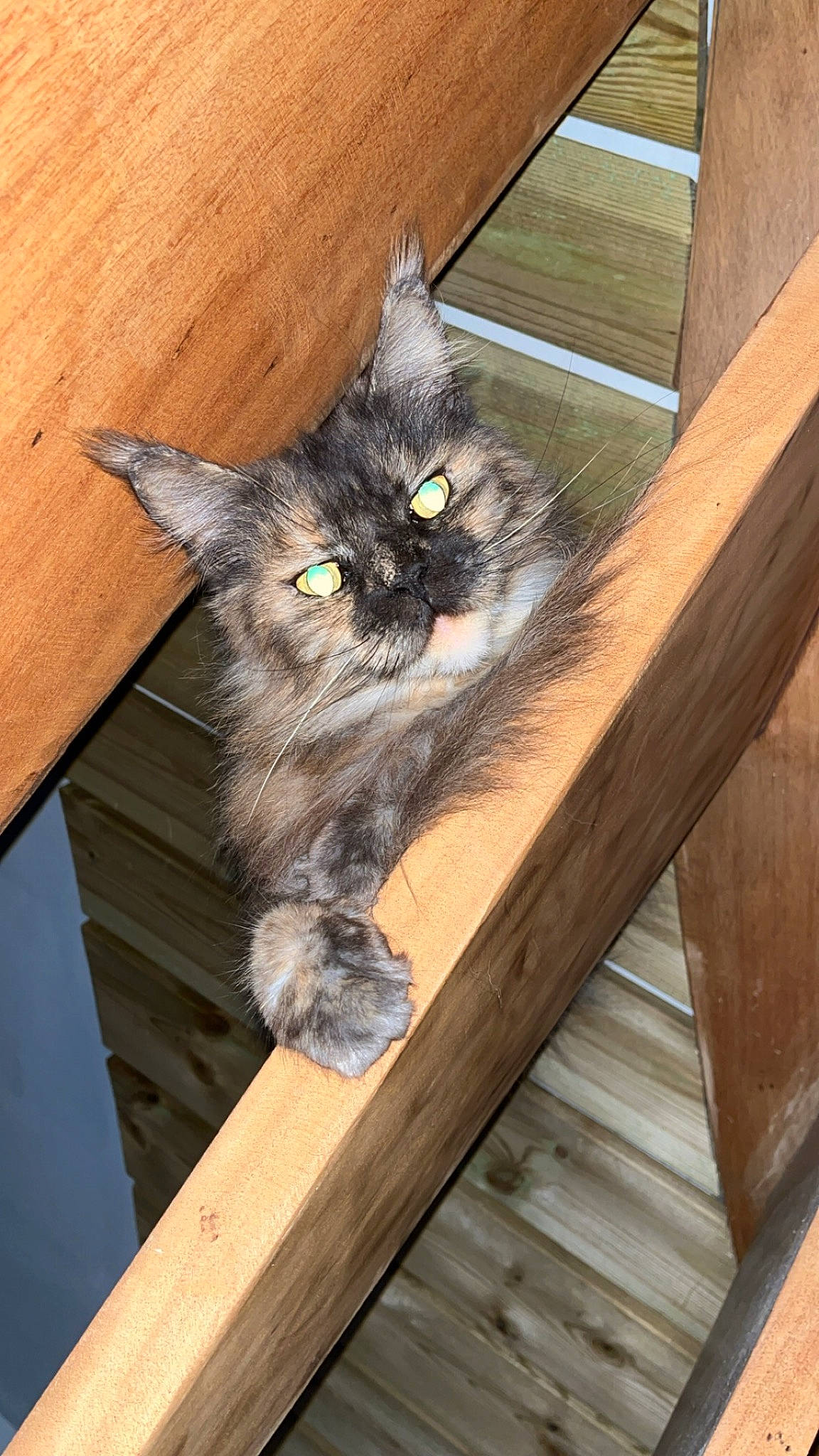 Tessa participe au concours pour gagner de l'argent avec cette photo : animal_shelter, black_cat, box, carnivore, cat, domestic_short_haired_cat, fawn, felidae, fur, grey, hardwood, plant, small_to_medium_sized_cats, snout, stairs, tail, whiskers, window, wood, wood_stain