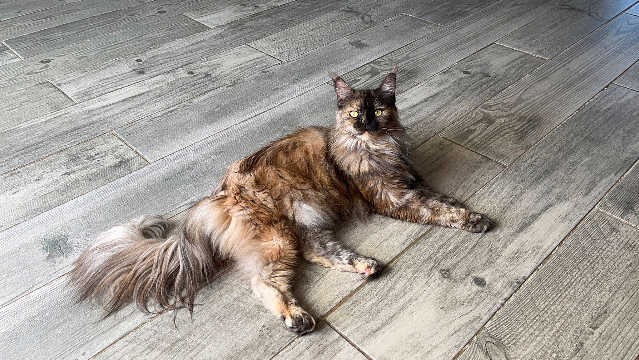 Tessa participe au concours pour gagner de l'argent avec cette photo : carnivore, cat, claw, domestic_short_haired_cat, fawn, felidae, flooring, foot, fur, hardwood, human_leg, paw, plank, road_surface, small_to_medium_sized_cats, snout, tail, terrestrial_animal, whiskers, wood