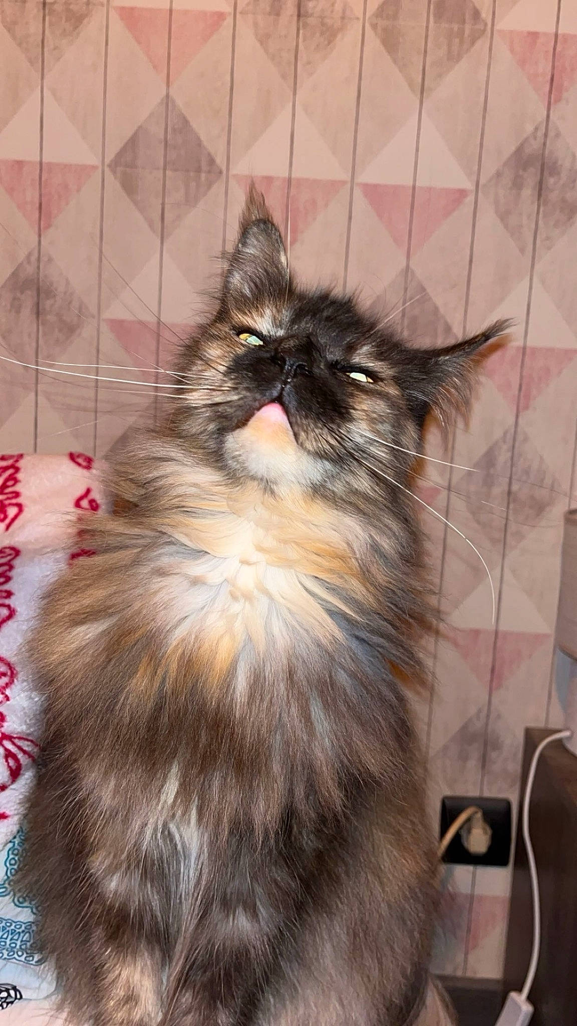 Tessa participe au concours pour gagner de l'argent avec cette photo : box, british_longhair, carnivore, cat, claw, felidae, flooring, fur, paw, small_to_medium_sized_cats, snout, tail, terrestrial_animal, whiskers