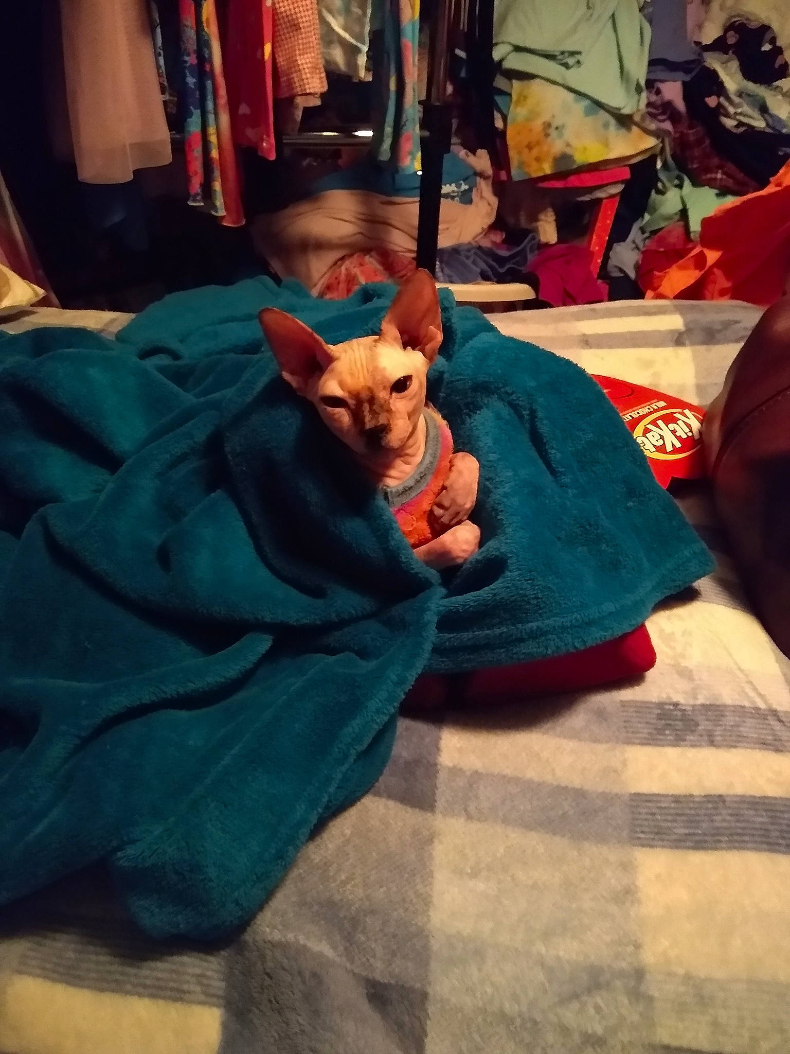 Annie is registered to the contest to win money with this photo: carnivore, cat, chair, comfort, companion_dog, dog_breed, fawn, felidae, flooring, fur, human_leg, lap, linens, room, sitting, small_to_medium_sized_cats, sporting_group, tints_and_shades, whiskers, wood