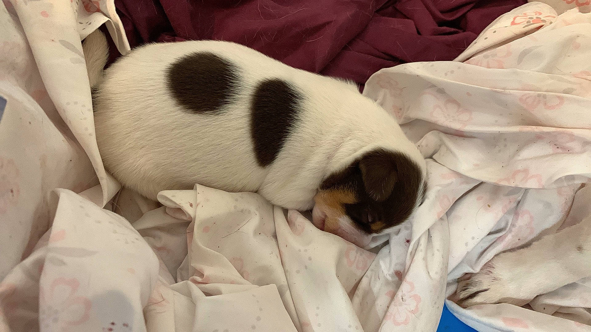 Atlas joined the competition — help win amazing prizes! canidae, carmine, carnivore, comfort, companion_dog, dog, dog_breed, duvet, fawn, fur, linens, nap, natural_material, panda, pattern, paw, snout, sporting_group, terrestrial_animal, whiskers