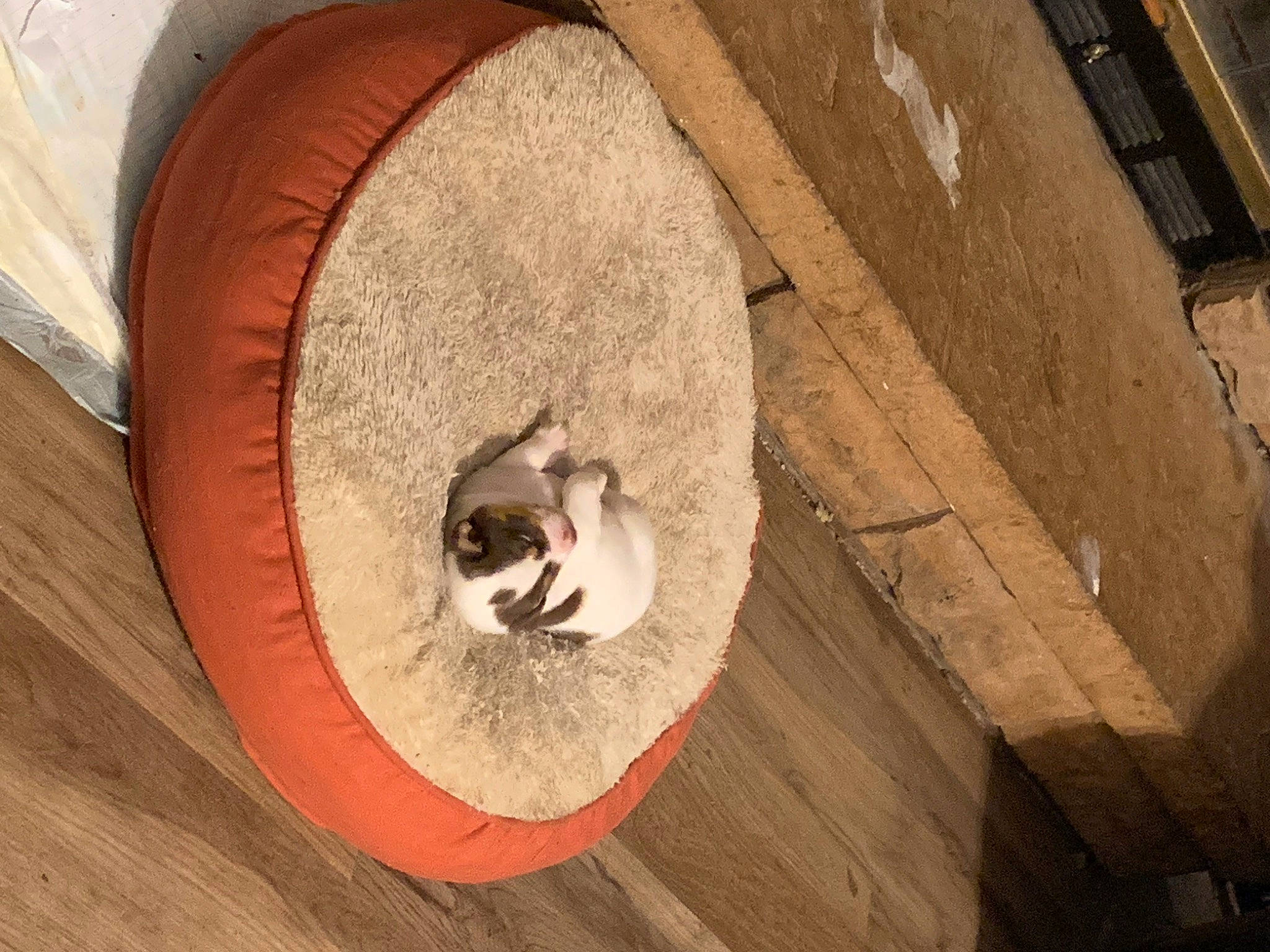 Atlas is registered to the contest to win money with this photo: auto_part, automotive_tire, automotive_wheel_system, building, carnivore, cat, cat_bed, cat_supply, circle, domestic_short_haired_cat, felidae, pet_supply, rim, small_to_medium_sized_cats, snout, stairs, tire, wheel, whiskers, wood