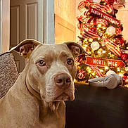 Mya is registered to the contest to win money with this photo: dog, couch, christmas_tree, headphones, indoor, holiday_decor, ribbons, lights, brown_dog, furniture, living_room, decorations, festive, pet, canine, cozy, holiday, ornaments, soft_lighting, seated