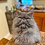 cat, fluffy, gray, yellow_eyes, tongue_out, pet, indoor, kitchen, countertop, feline, cute, portrait, animal, fur, whiskers, domestic, mammal, closeup, face, expression