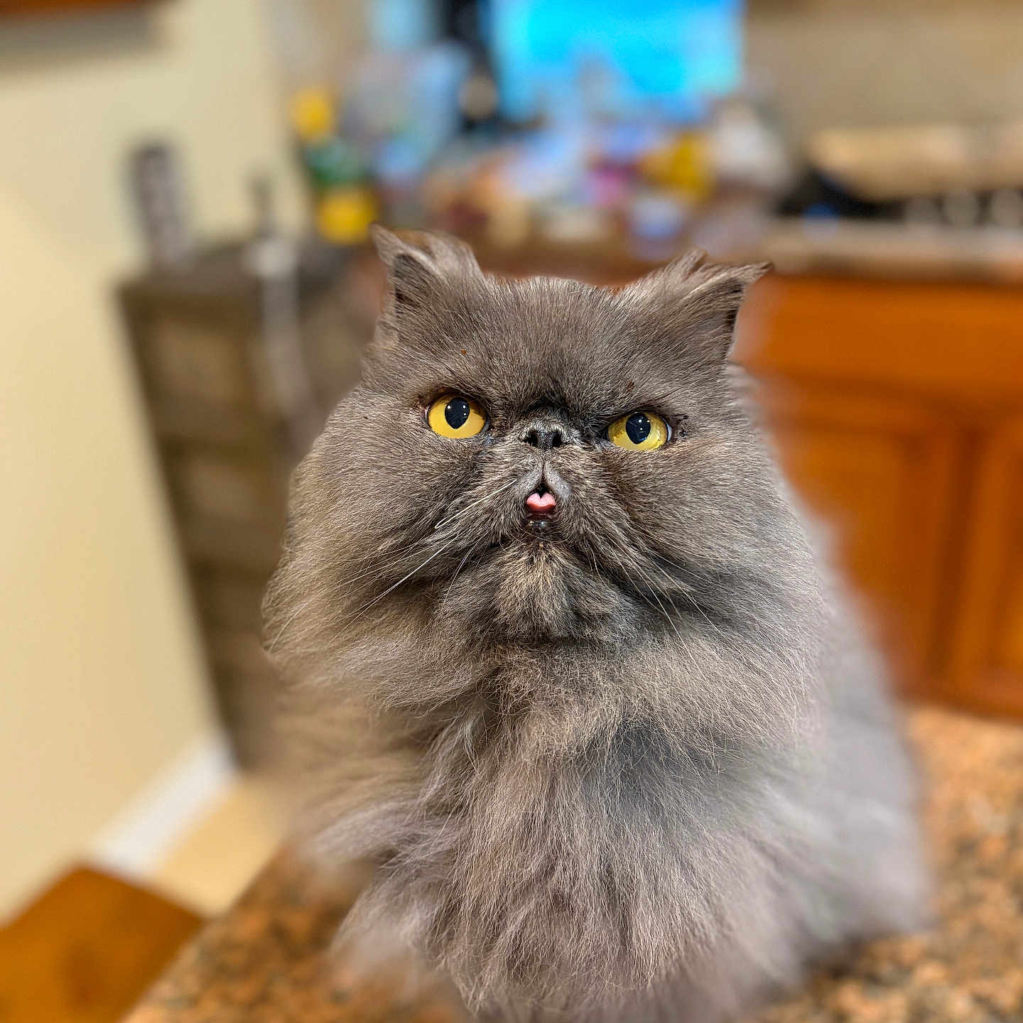 Hank Jr. is registered to the contest to win money with this photo: animal, cat, closeup, countertop, cute, domestic, expression, face, feline, fluffy, fur, gray, indoor, kitchen, mammal, pet, portrait, tongue_out, whiskers, yellow_eyes