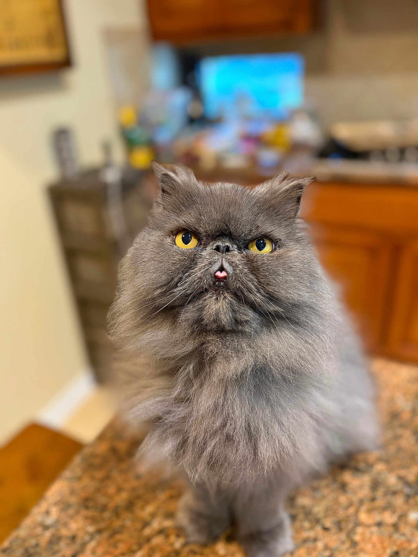 Hank Jr. is registered to the contest to win money with this photo: cat, fluffy, gray, yellow_eyes, tongue_out, pet, indoor, kitchen, countertop, feline, cute, portrait, animal, fur, whiskers, domestic, mammal, closeup, face, expression