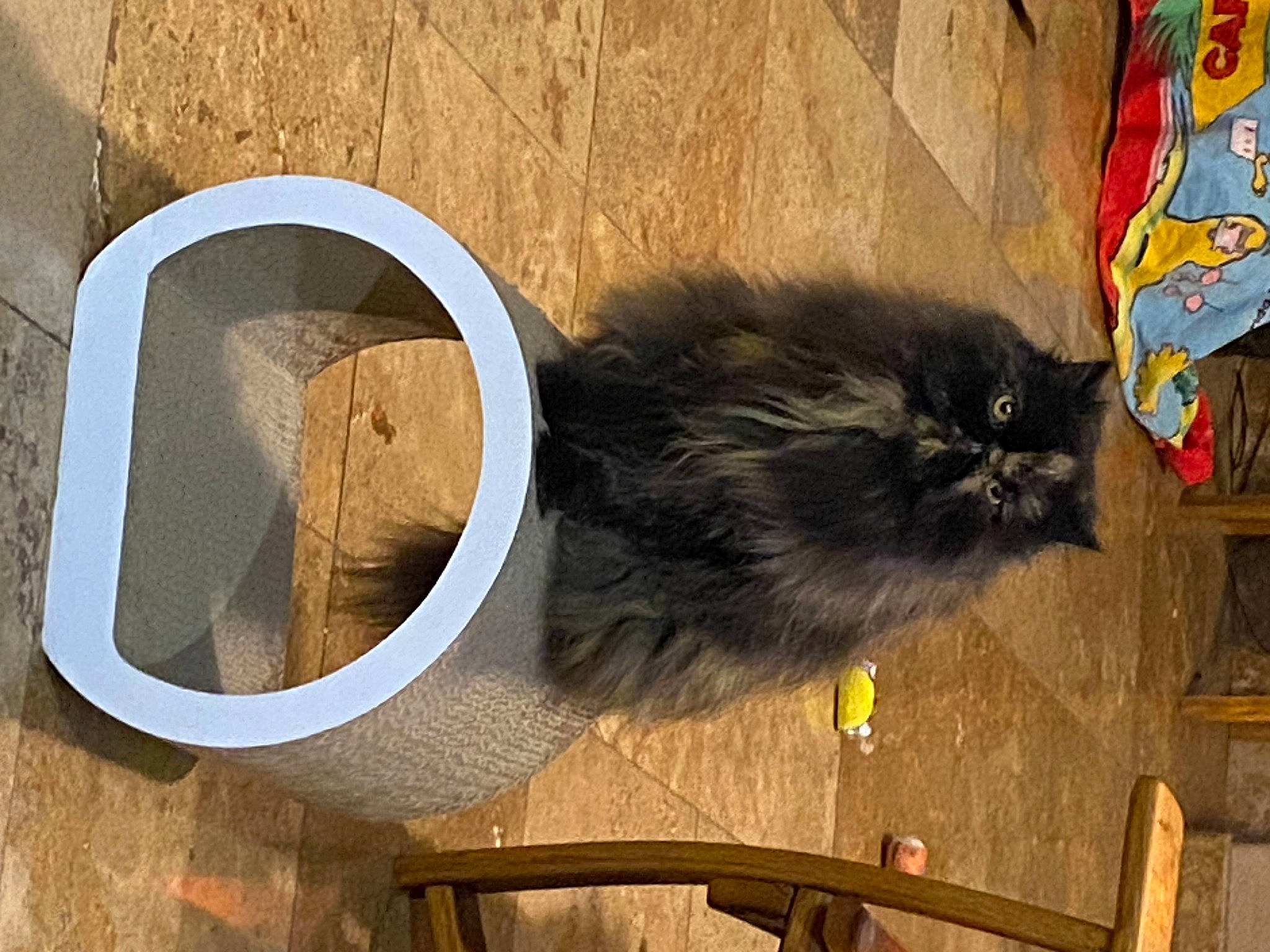 Jettye joined the competition — help win amazing prizes! british_longhair, carnivore, cat, circle, fawn, felidae, fur, hardwood, mammal, shadow, small_to_medium_sized_cats, snout, tail, terrestrial_animal, tints_and_shades, vertebrate, visual_arts, whiskers, wood, wood_stain