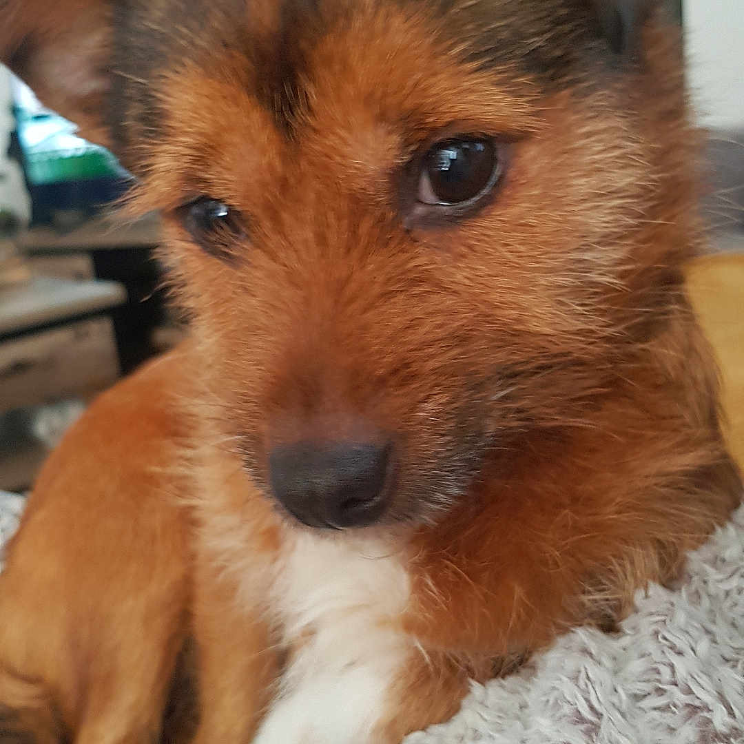 Pepette participe au concours pour gagner de l'argent avec cette photo : animal, blanket, brown_fur, close_up, comfort, cozy, cute, dog, domestic, ears, eyes, face, fur, home, indoor, nose, pet, portrait, resting, small_dog