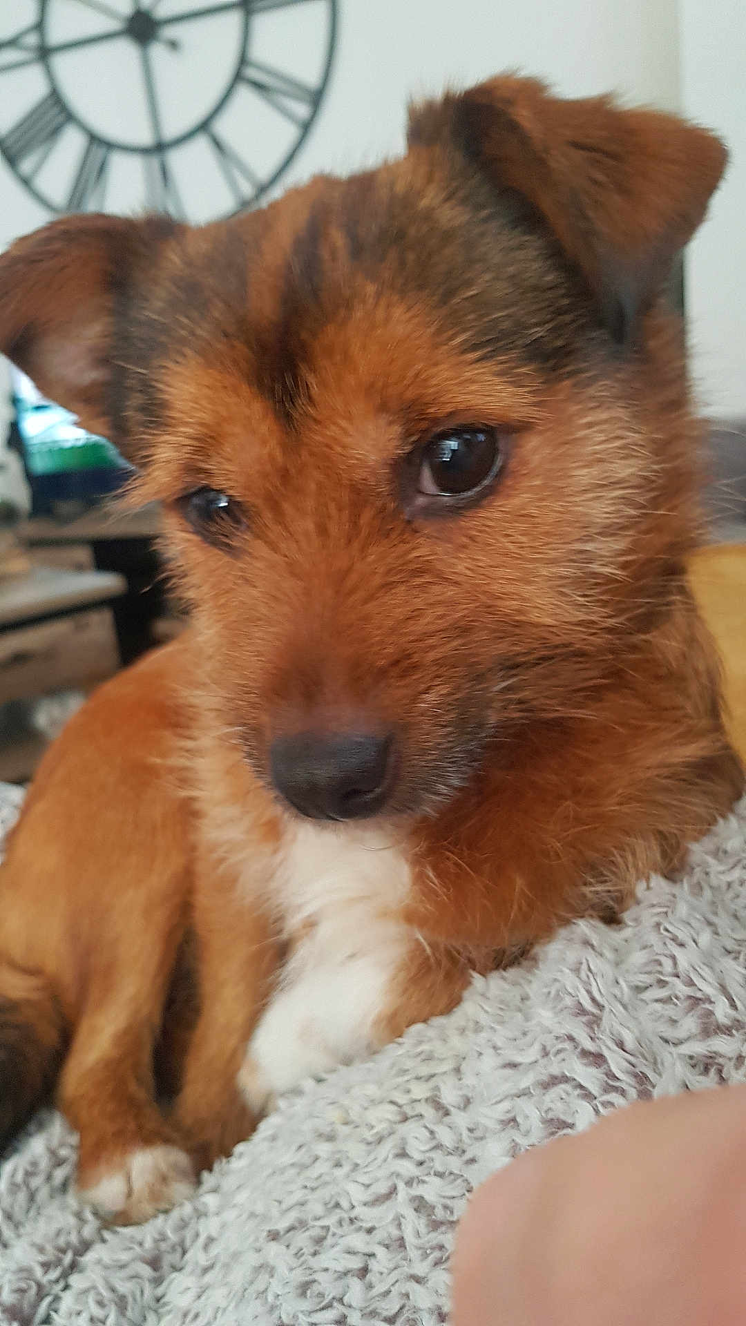 Pepette