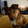 dog, puppy, brown_dog, curious, tilted_head, blanket, indoor, candlelight, decor, figurines, furniture, cozy, pet, fur, snout, ears, companion, home, person, pants