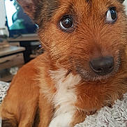 Pepette participe au concours pour gagner de l'argent avec cette photo : dog, close_up, brown_fur, white_fur, pet, indoor, blanket, resting, cute, animal, portrait, furry, ears, eyes, snout, home, cozy, watch, television, furniture