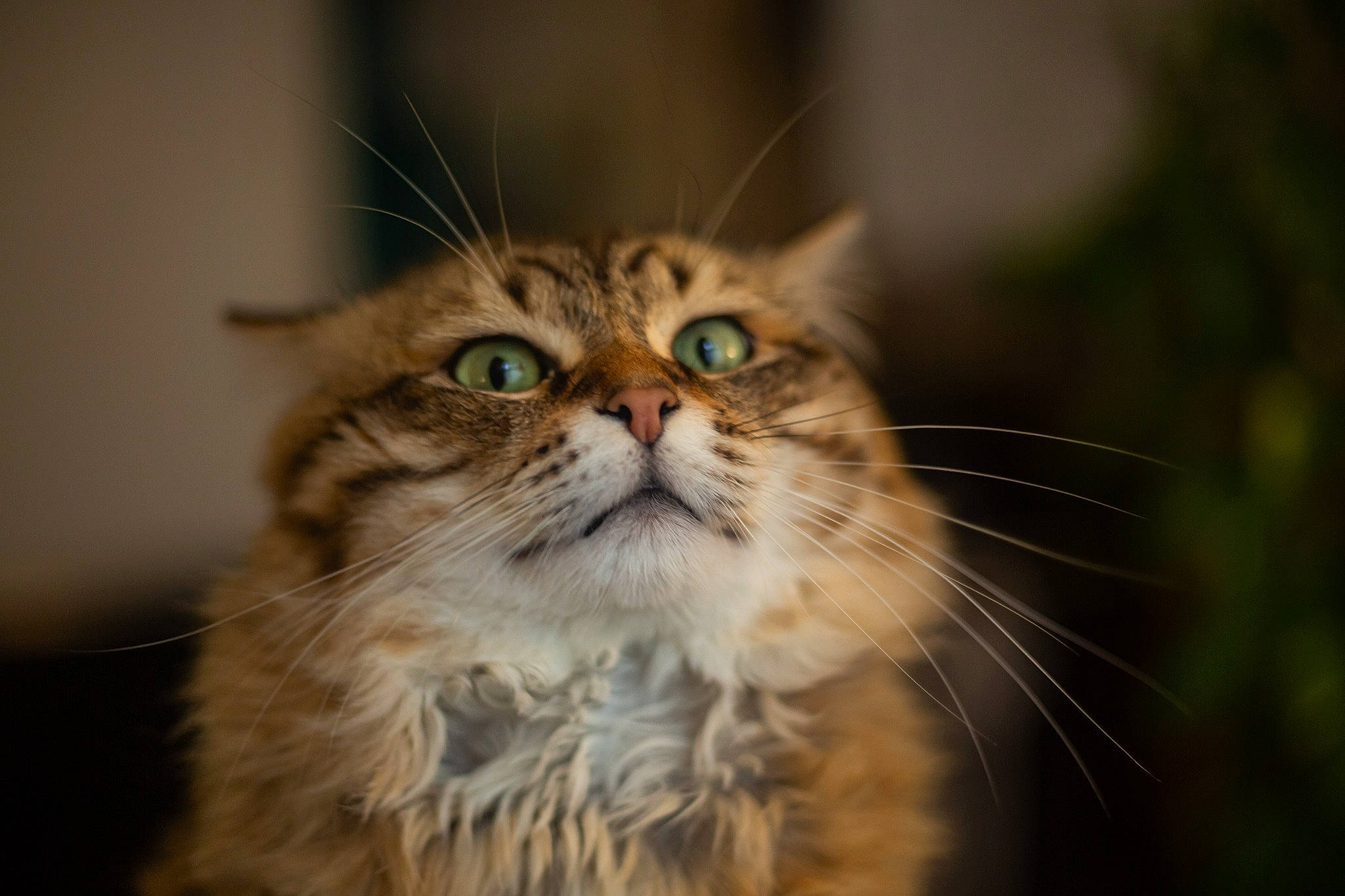 Ciccio participe au concours pour gagner de l'argent avec cette photo : carnivore, cat, fawn, felidae, fur, grass, small_to_medium_sized_cats, snout, terrestrial_animal, whiskers, wildlife, wood