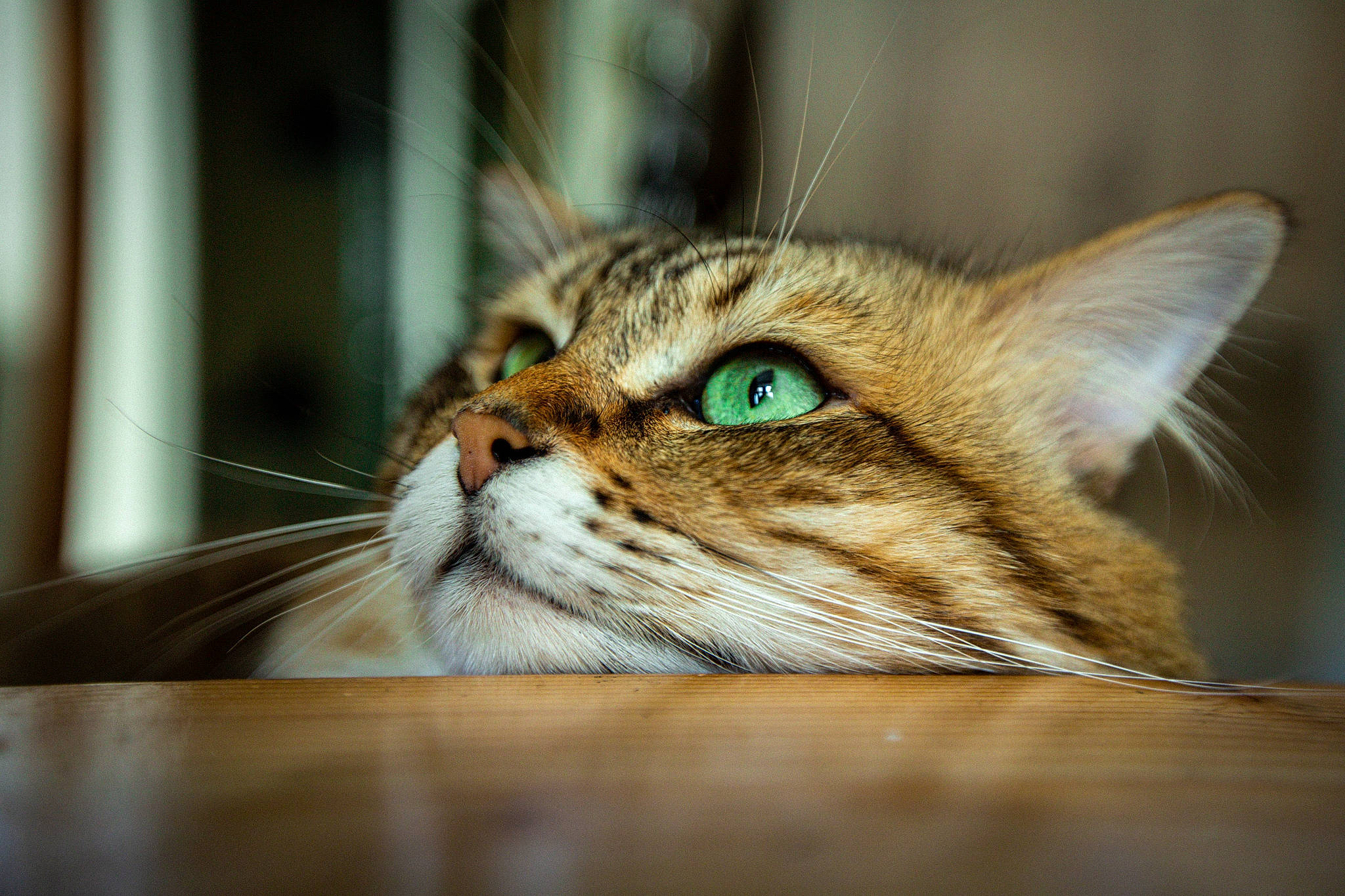 Ciccio a rejoint le concours — aidez-le/la à gagner de superbes lots ! carnivore, cat, domestic_short_haired_cat, door, felidae, flooring, fur, hardwood, small_to_medium_sized_cats, snout, terrestrial_animal, whiskers, wildlife, wood