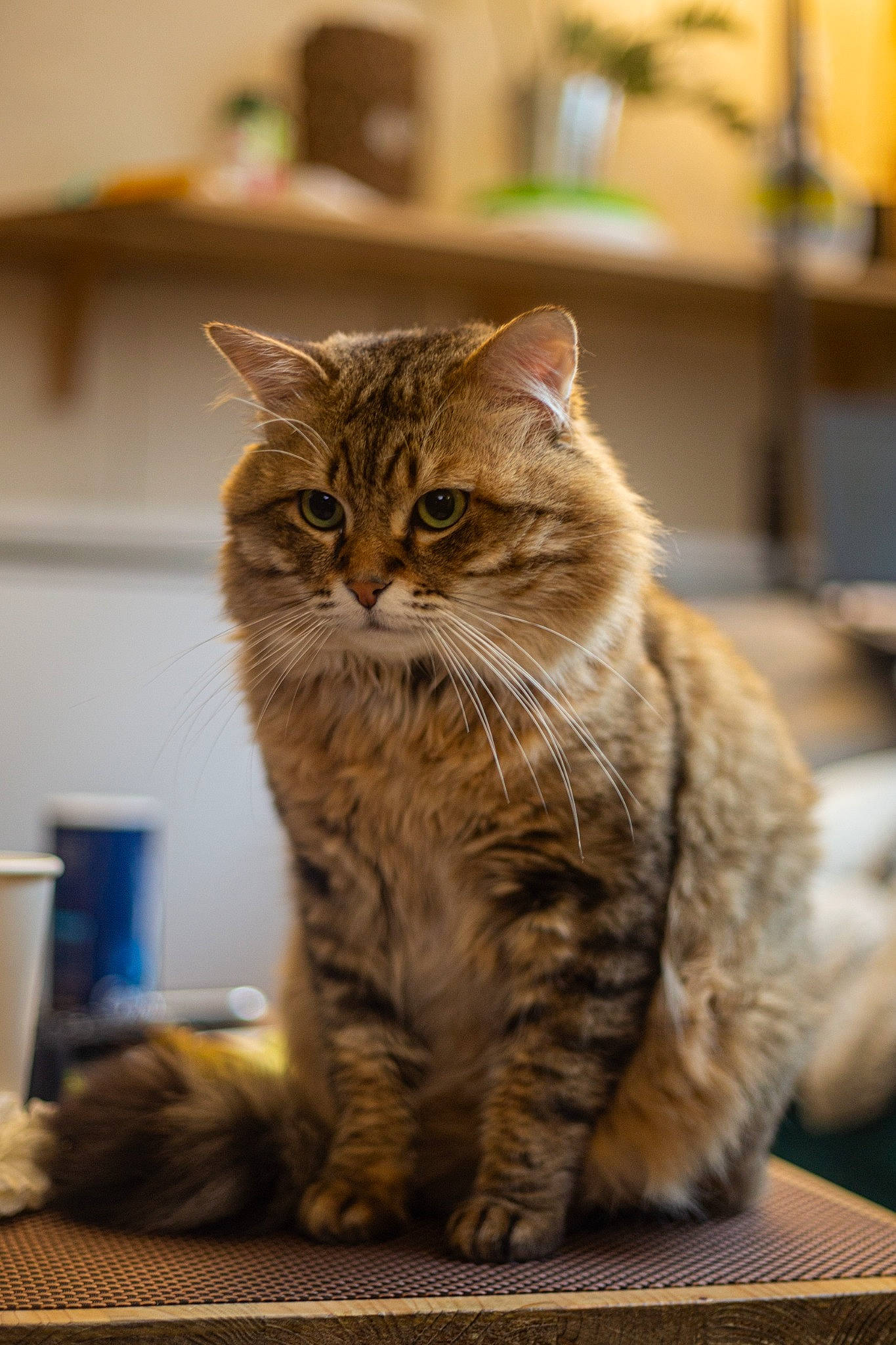 Ciccio participe au concours pour gagner de l'argent avec cette photo : carnivore, cat, claw, cup, domestic_short_haired_cat, fawn, felidae, fur, paw, sitting, small_to_medium_sized_cats, snout, tail, terrestrial_animal, tree, whiskers, window, wood