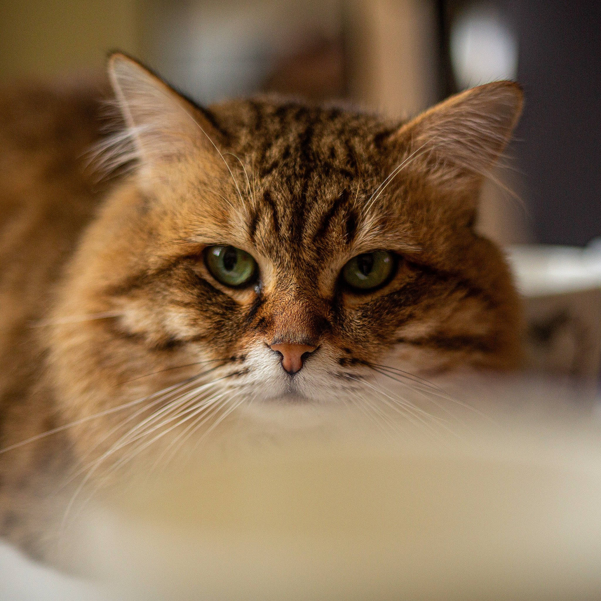 Ciccio a rejoint le concours — aidez-le/la à gagner de superbes lots ! carnivore, cat, domestic_short_haired_cat, felidae, fur, small_to_medium_sized_cats, snout, terrestrial_animal, tree, whiskers, wildlife