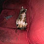 belly_up, cat, couch, cozy, feline, fur, home, indoor, living_room, mouse_toy, paw, pet, plush_toy, red_couch, relaxed, resting, sleeping, soft_toy, tabby_cat, whiskers