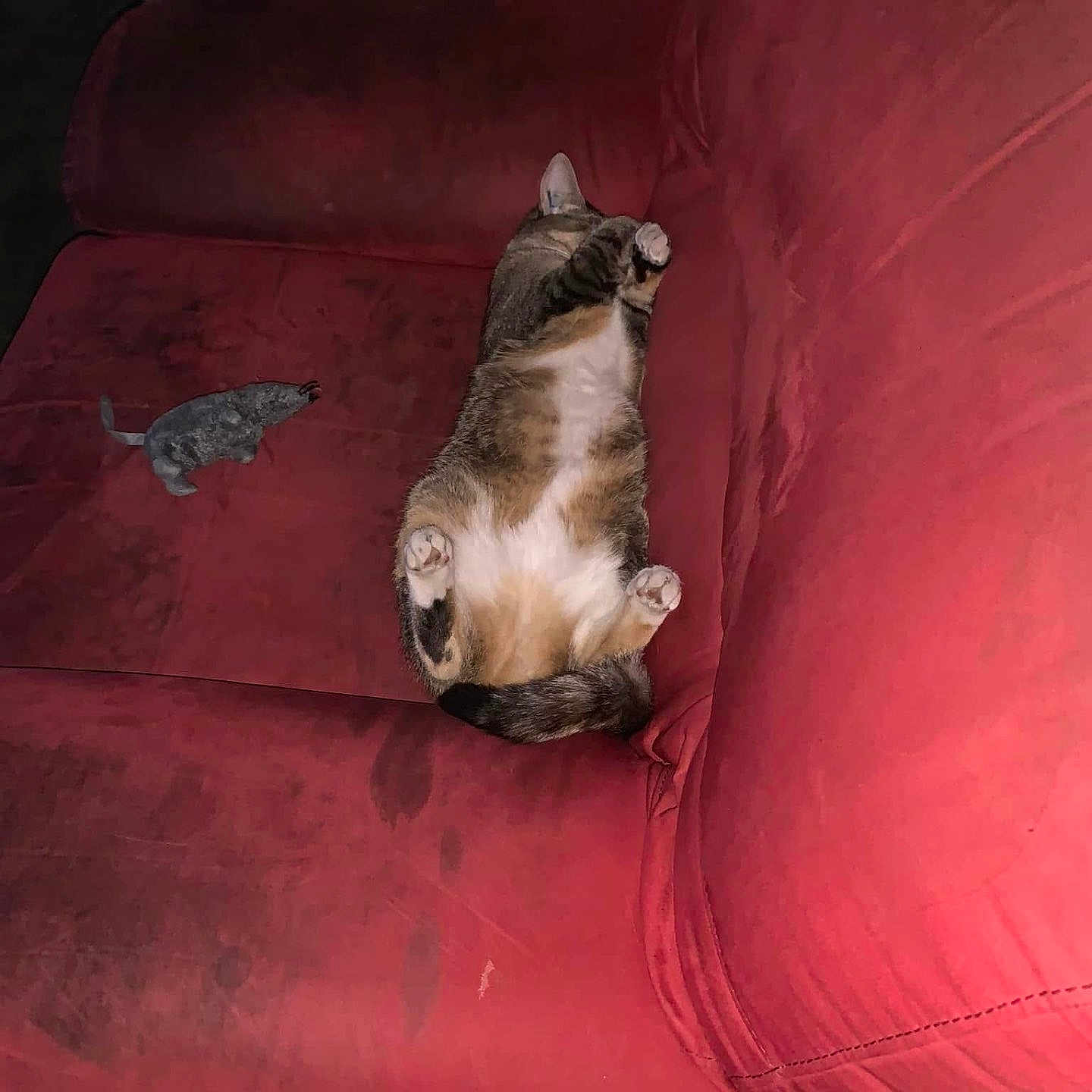 Ollie a rejoint le concours — aidez-le/la à gagner de superbes lots ! belly_up, cat, couch, cozy, feline, fur, home, indoor, living_room, mouse_toy, paw, pet, plush_toy, red_couch, relaxed, resting, sleeping, soft_toy, tabby_cat, whiskers