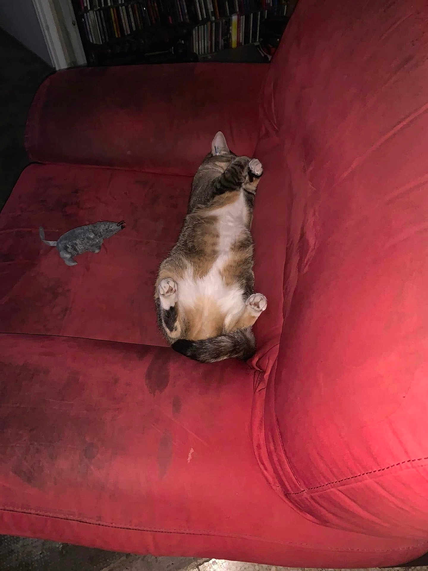 Ollie