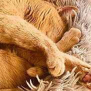 Vanille participe au concours pour gagner de l'argent avec cette photo : cat, ginger_cat, sleeping, curled_up, paws, fur, cozy, fluffy_rug, texture, close_up, resting, nap, animal, pet, cute, whiskers, soft, relaxed, indoor, comfort
