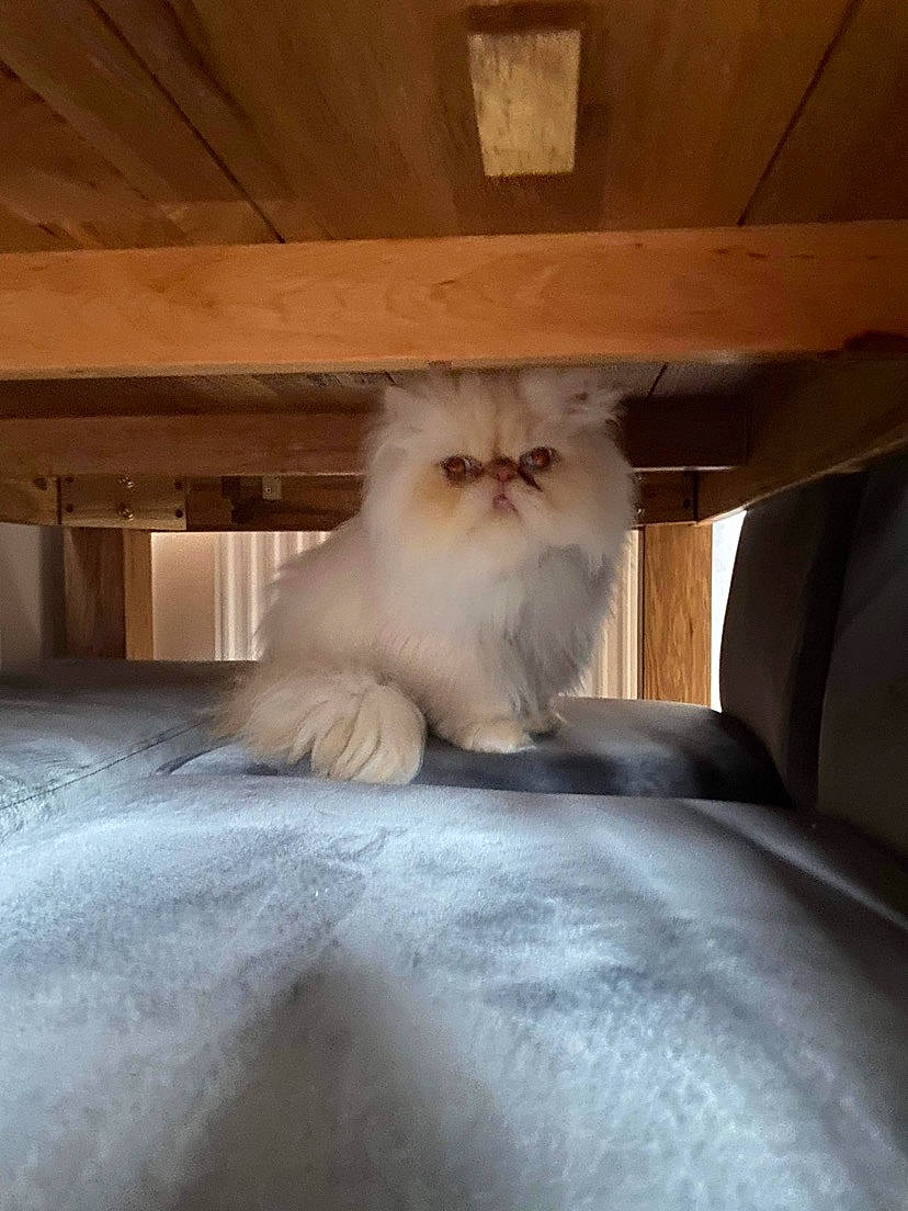 Marie is registered to the contest to win money with this photo: carnivore, cat, comfort, companion_dog, fawn, felidae, flooring, fur, hardwood, ragdoll, room, sitting, small_to_medium_sized_cats, snout, table, tail, tints_and_shades, whiskers, wildlife, wood