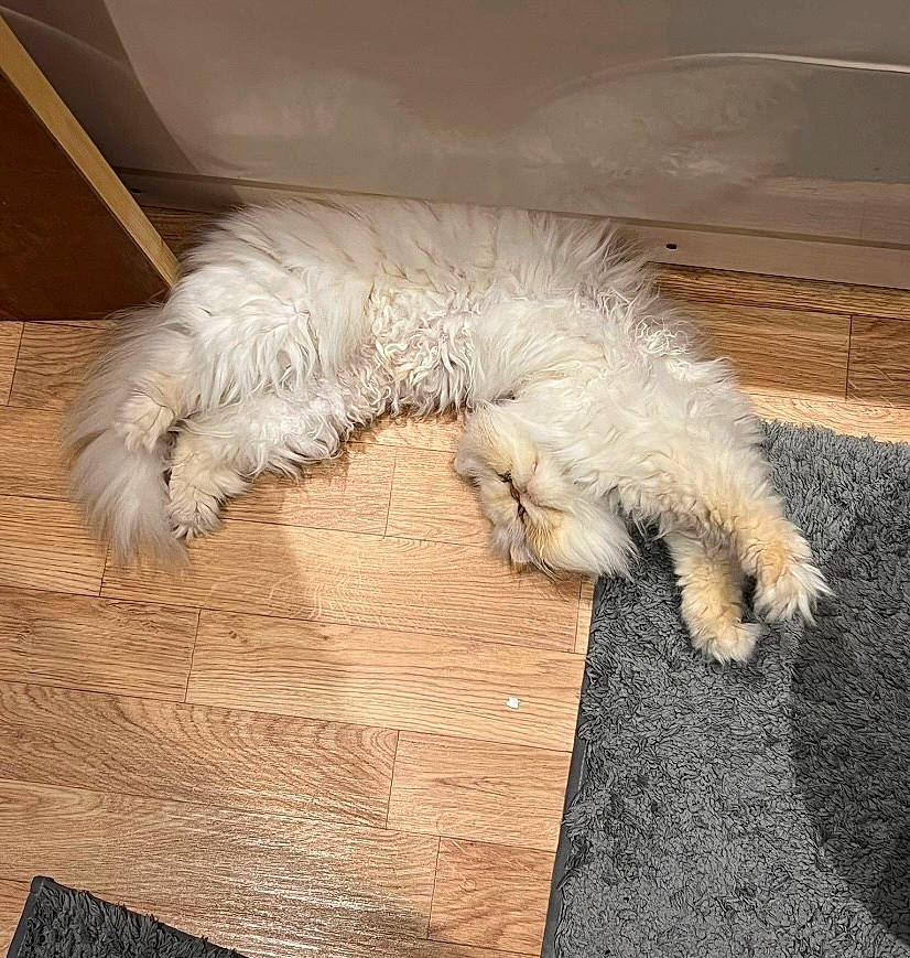 Marie is registered to the contest to win money with this photo: carnivore, comfort, companion_dog, dog, dog_breed, felidae, flooring, fur, hardwood, non_sporting_group, paw, sporting_group, tail, terrier, toy_dog, wood, wood_flooring, working_animal