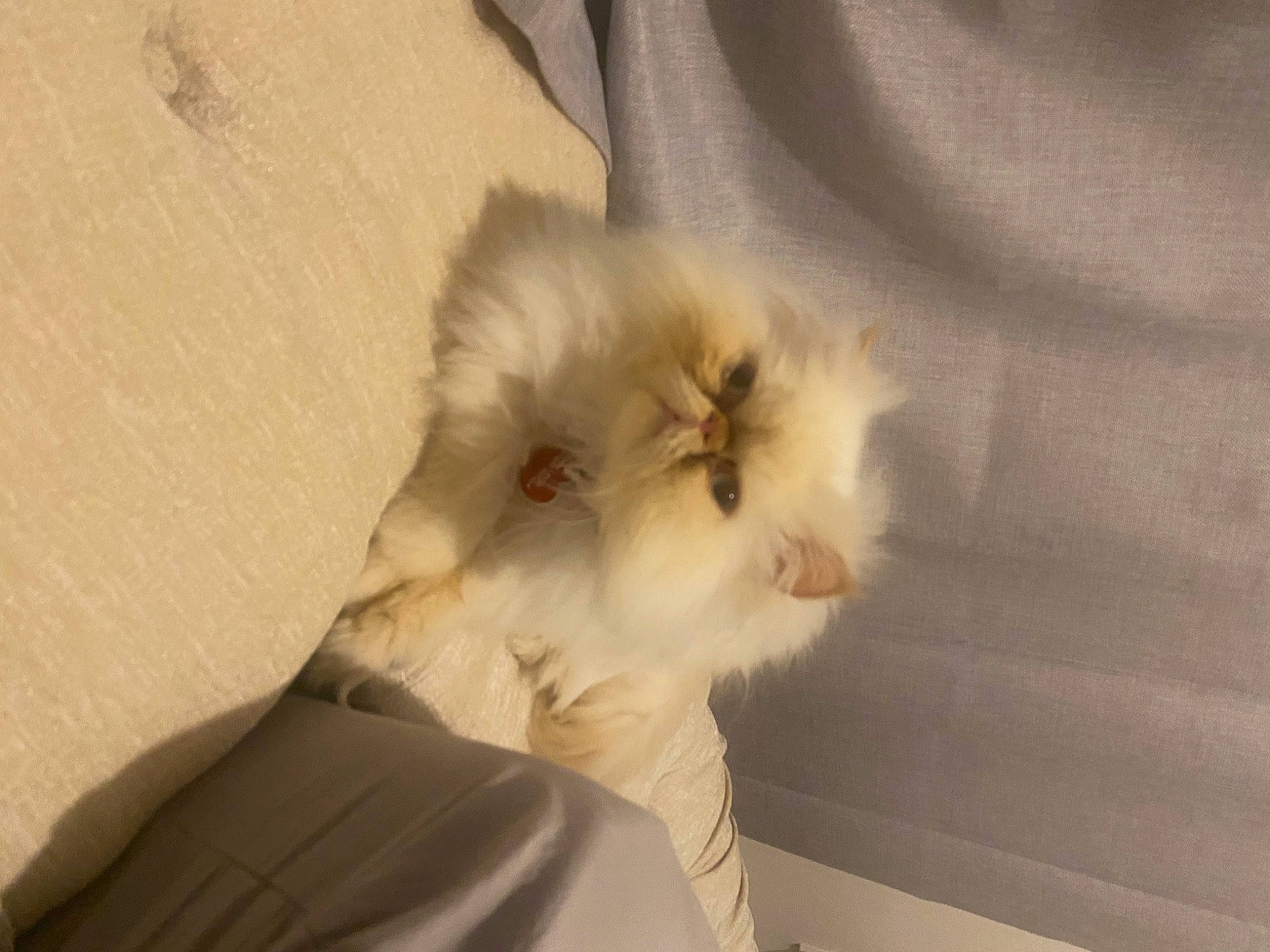 Marie is registered to the contest to win money with this photo: carnivore, cat, comfort, companion_dog, fawn, felidae, fur, paw, persian, plant, ragdoll, small_to_medium_sized_cats, tail, whiskers