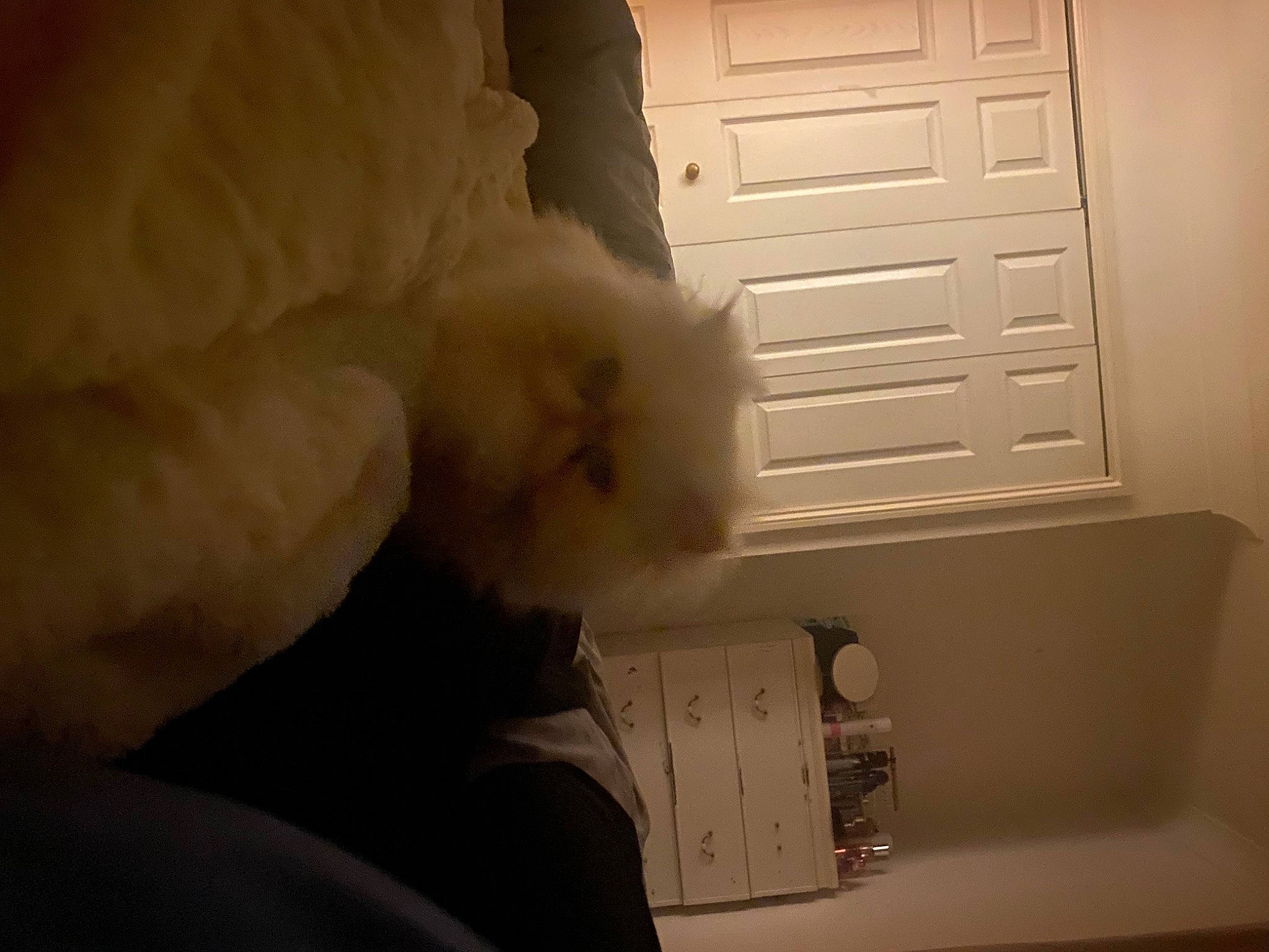 Marie joined the competition — help win amazing prizes! cabinetry, carnivore, cat, clock, comfort, domestic_short_haired_cat, door, fawn, felidae, flooring, fur, hardwood, home_door, paw, room, small_to_medium_sized_cats, tail, whiskers, window, wood