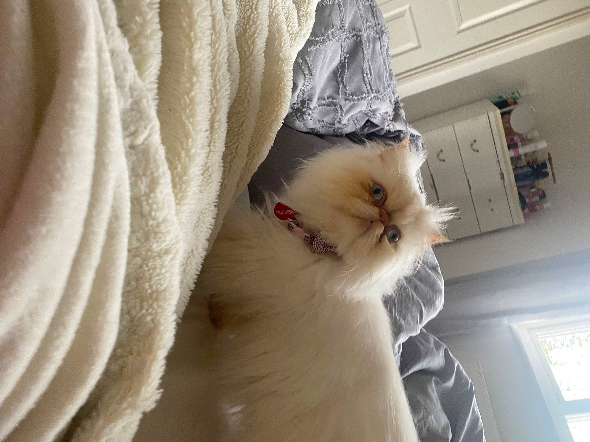 Marie is registered to the contest to win money with this photo: carnivore, cat, comfort, curtain, domestic_short_haired_cat, felidae, fur, kitchen_appliance, linens, paw, room, sleeve, small_to_medium_sized_cats, tail, whiskers, window, wood