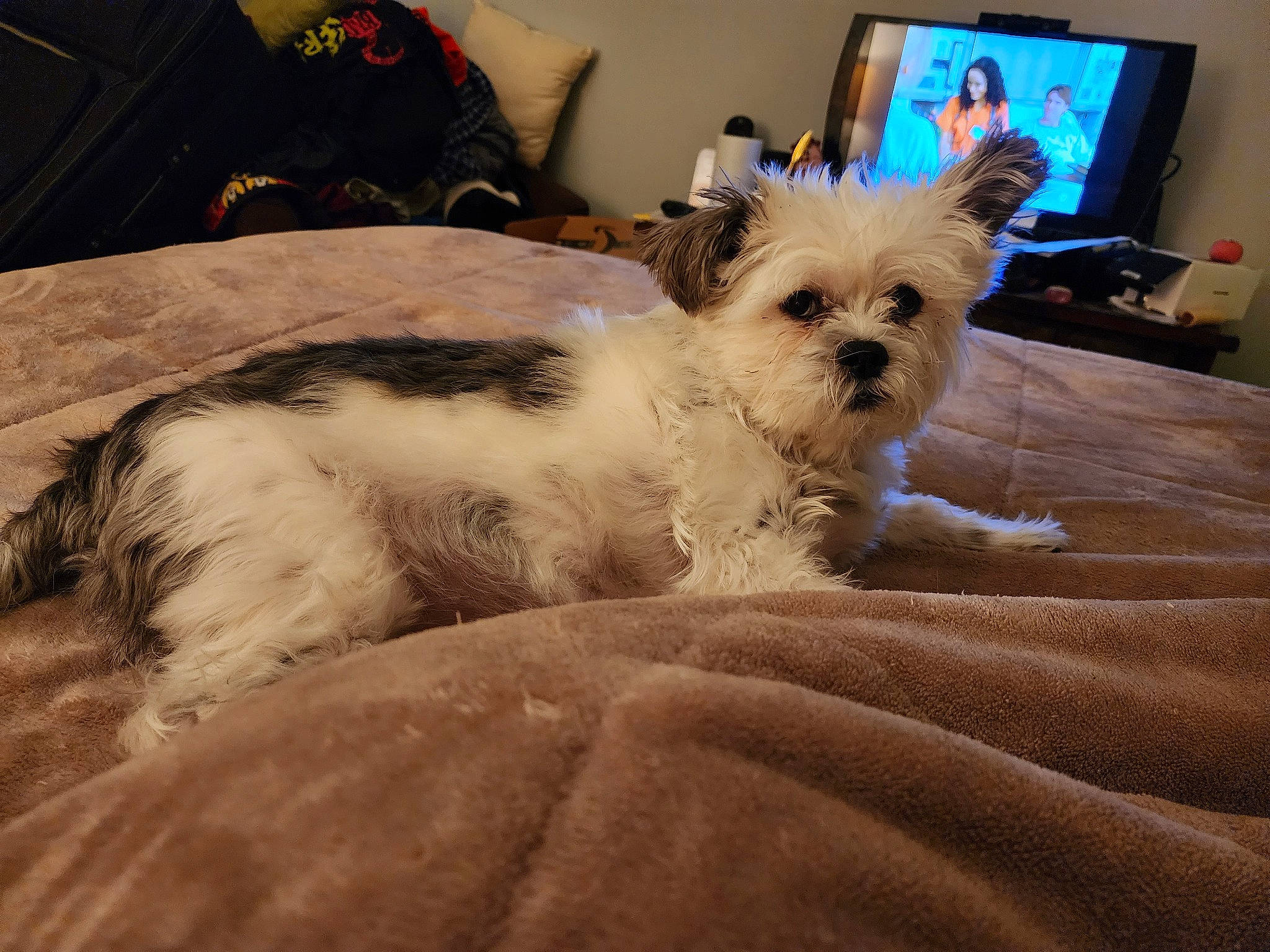 Pearl is registered to the contest to win money with this photo: carnivore, comfort, companion_dog, couch, display_device, dog, dog_breed, fawn, felidae, fur, linens, picture_frame, pillow, small_terrier, sporting_group, television, terrier, toy_dog, whiskers, working_animal