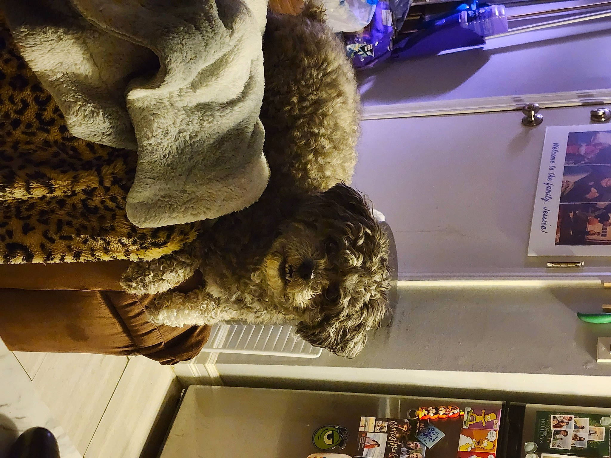 Cici joined the competition — help win amazing prizes! display_case, domestic_short_haired_cat, felidae, fun, fur, fur_clothing, human_leg, machine, metal, pattern, room, small_to_medium_sized_cats, sporting_group, stuffed_toy, tail, tourist_attraction, tree, wool