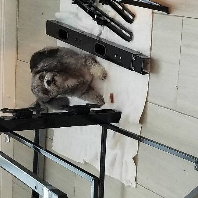 Cici is registered to the contest to win money with this photo: art, carnivore, eyelash, felidae, fur, gas, home_appliance, kitchen_appliance, kitchen_utensil, koala, machine, major_appliance, metal, room, shelving, small_to_medium_sized_cats, tail, tool, whiskers, wood