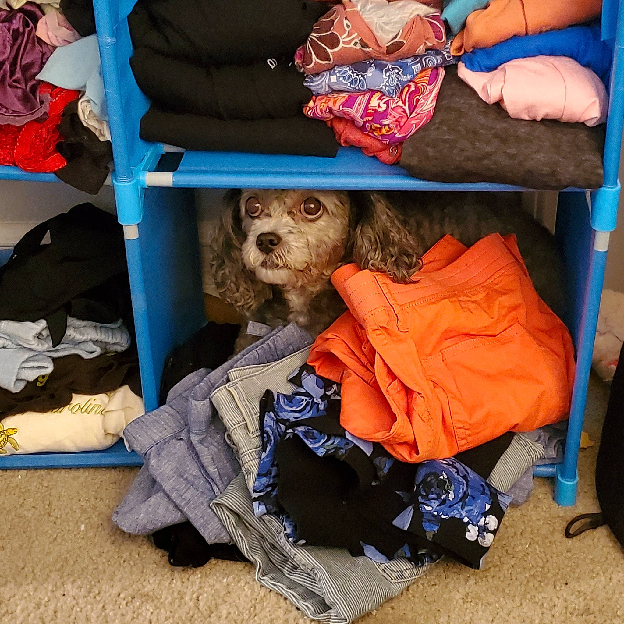 Cici is registered to the contest to win money with this photo: bag, blue, carnivore, companion_dog, dog, dog_breed, dog_clothes, dog_supply, electric_blue, fashion_accessory, fur, luggage_and_bags, personal_protective_equipment, pet_supply, plastic, shoe, sporting_group, stuffed_toy, toy, toy_dog