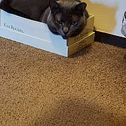 Teddy joined the competition — help win amazing prizes! cat, gray_cat, box, carpet, indoor, pet, animal, feline, resting, cozy, floor, shadow, wall, small_space, cute, domestic_animal, relaxed, household, home, snug