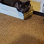 cat, gray_cat, box, carpet, indoor, pet, animal, feline, resting, cozy, floor, shadow, wall, small_space, cute, domestic_animal, relaxed, household, home, snug