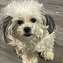 Izzy is registered to the contest to win money with this photo: dog, pet, fluffy, white, black_ears, floor, wooden_floor, cute, small_dog, fur, animal, indoors, standing, looking, curious, mammal, companion, domestic_animal, friendly, adorable
