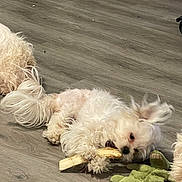 Izzy joined the competition — help win amazing prizes! dog, white_dog, bone, toy, plush_toy, floor, wooden_floor, indoor, pet, chewing, playful, curly_fur, small_dog, animal, cute, lying_down, domestic_animal, household, companion, relaxed
