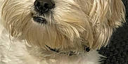 Gizmo is registered to the contest to win money with this photo: animal, black_nose, canine, close_up, companion, curly_fur, cute, dog, domestic_animal, face, fluffy, fur, indoor, mammal, pet, portrait, relaxed, resting, soft_texture, white_dog